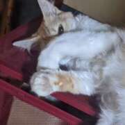 ヒメ日記 2025/07/19 13:53 投稿 星野 MadameRest(マダムレスト)