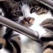 ヒメ日記 2025/07/24 21:39 投稿 星野 MadameRest(マダムレスト)