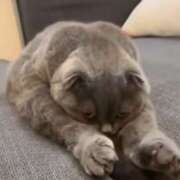 ヒメ日記 2025/07/26 11:42 投稿 星野 MadameRest(マダムレスト)