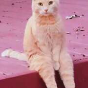 ヒメ日記 2025/08/03 09:21 投稿 星野 MadameRest(マダムレスト)