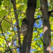 ヒメ日記 2025/08/31 11:21 投稿 星野 MadameRest(マダムレスト)