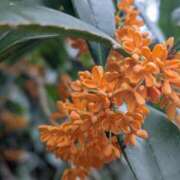 ヒメ日記 2025/11/01 09:22 投稿 星野 MadameRest(マダムレスト)