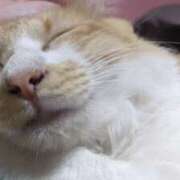 ヒメ日記 2025/11/08 16:09 投稿 星野 MadameRest(マダムレスト)