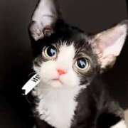 ヒメ日記 2025/12/18 15:02 投稿 星野 MadameRest(マダムレスト)