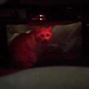 ヒメ日記 2025/12/29 10:17 投稿 星野 MadameRest(マダムレスト)