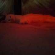 ヒメ日記 2025/12/29 13:17 投稿 星野 MadameRest(マダムレスト)