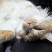 ヒメ日記 2026/01/16 12:27 投稿 星野 MadameRest(マダムレスト)