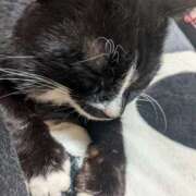 星野 こたつには抗えない MadameRest(マダムレスト)