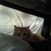 ヒメ日記 2026/02/07 09:27 投稿 星野 MadameRest(マダムレスト)