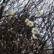 ヒメ日記 2026/02/08 09:20 投稿 星野 MadameRest(マダムレスト)