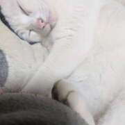 ヒメ日記 2026/02/28 23:30 投稿 星野 MadameRest(マダムレスト)