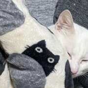 星野 本日は少しゆっくりの出勤です。 MadameRest(マダムレスト)