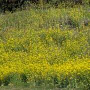 ヒメ日記 2026/03/15 09:43 投稿 星野 MadameRest(マダムレスト)