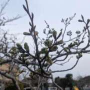 ヒメ日記 2026/03/28 09:27 投稿 星野 MadameRest(マダムレスト)