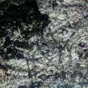 ヒメ日記 2026/04/06 01:50 投稿 星野 MadameRest(マダムレスト)