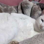 ヒメ日記 2026/04/12 10:57 投稿 星野 MadameRest(マダムレスト)