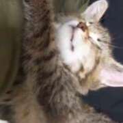 星野 おはようございます😊 MadameRest(マダムレスト)