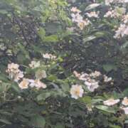 ヒメ日記 2026/04/29 09:22 投稿 星野 MadameRest(マダムレスト)