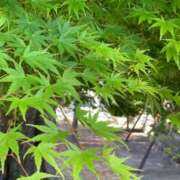 ヒメ日記 2025/05/05 22:56 投稿 君島まりあ 五十路マダム 岐阜店