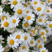 ヒメ日記 2025/07/08 12:58 投稿 君島まりあ 五十路マダム 岐阜店