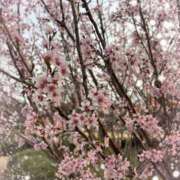 ヒメ日記 2025/03/28 19:40 投稿 るい スチュワーデス