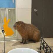 ヒメ日記 2026/03/10 20:42 投稿 るい スチュワーデス