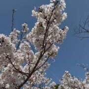 ヒメ日記 2025/04/09 10:30 投稿 とき AVANCE福岡