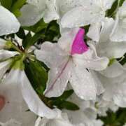 ヒメ日記 2026/04/21 08:48 投稿 とき AVANCE福岡