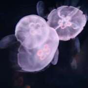 ヒメ日記 2025/02/15 10:31 投稿 つかさ マリン土浦本店