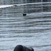 ヒメ日記 2025/01/16 13:47 投稿 ななえ 待ちナビ