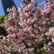 ヒメ日記 2025/04/10 10:35 投稿 かな かりんとplus　上野御徒町