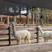 ヒメ日記 2025/11/16 21:46 投稿 牧野【まきの】 丸妻 西船橋店