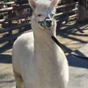 ヒメ日記 2025/11/27 08:44 投稿 牧野【まきの】 丸妻 西船橋店