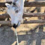 ヒメ日記 2025/11/27 22:50 投稿 牧野【まきの】 丸妻 西船橋店