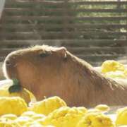 ヒメ日記 2026/01/08 19:54 投稿 うた 川崎・東横人妻城