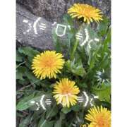 ヒメ日記 2026/03/30 16:15 投稿 いおり 和歌山ちゃんこ