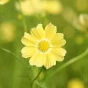 ヒメ日記 2026/04/22 15:42 投稿 うた☆綺麗な肌に清楚なエロス☆ 五十路有閑マダム～沖縄店～