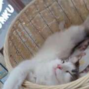 ヒメ日記 2024/12/25 00:18 投稿 みつ モッチ～ナ 函館店