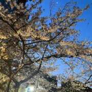 ヒメ日記 2026/04/08 04:17 投稿 いよ 三つ乱本館