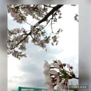 ヒメ日記 2025/04/11 09:16 投稿 かいり 神戸人妻花壇