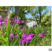 ヒメ日記 2025/04/27 12:56 投稿 かいり 神戸人妻花壇