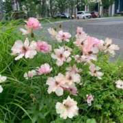 ヒメ日記 2025/11/28 12:33 投稿 鍛冶谷　えるぼ エテルナ京都