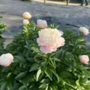 ヒメ日記 2025/08/30 10:22 投稿 こころ 舐めフェチの会