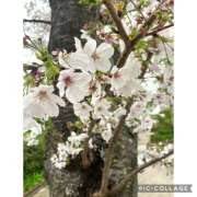 ヒメ日記 2025/04/10 20:55 投稿 かいり 神戸人妻援護会