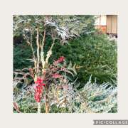 ヒメ日記 2025/01/02 08:55 投稿 かいり 大阪人妻援護会