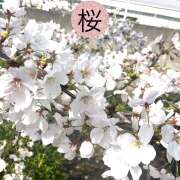 ヒメ日記 2025/03/31 16:09 投稿 かいり 大阪人妻援護会