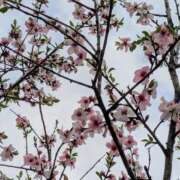 ヒメ日記 2025/03/28 20:00 投稿 こみち 東京人妻セレブリティ（ユメオト）