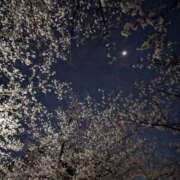 ヒメ日記 2025/04/09 20:34 投稿 こみち 東京人妻セレブリティ（ユメオト）