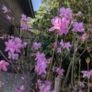 ヒメ日記 2025/04/17 15:05 投稿 こみち 東京人妻セレブリティ（ユメオト）