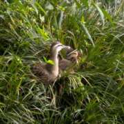 ヒメ日記 2025/07/06 19:25 投稿 こみち 東京人妻セレブリティ（ユメオト）